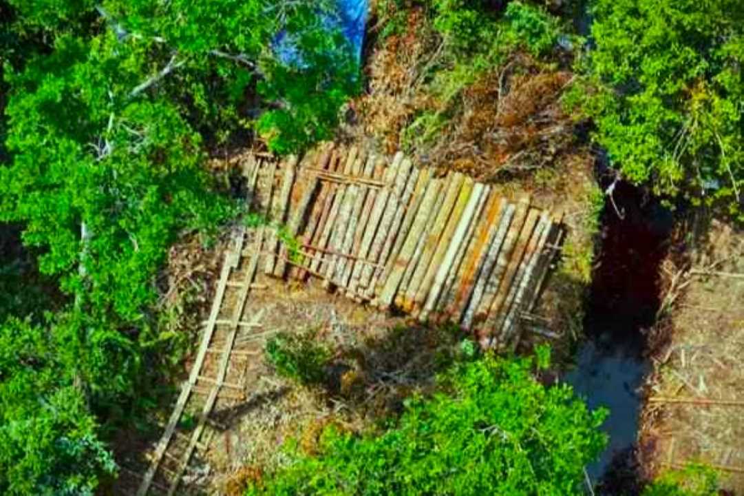 Pengembangan Kasus Kayu Ilegal Sungai Pawan: Petugas Temukan 1.500 Kayu di Konsesi PT MPK