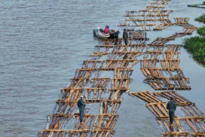 Gakkum KLHK Sita 600 Batang Kayu Ilegal di Sungai Pawan, Lima Pelaku Diamankan
