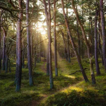 Pendekatan Berbasis Risiko Dinilai Penting Cegah Penyimpangan Kehutanan