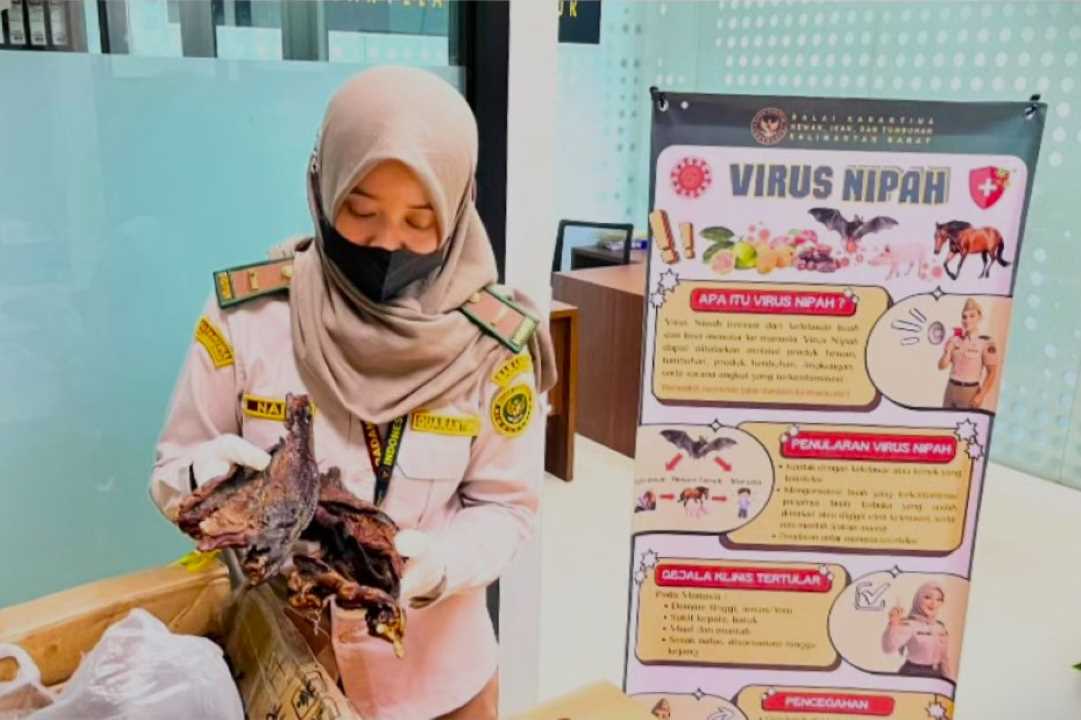 Petugas Temukan Daging Kelelawar Tersembunyi di Bawah Tumpukan Ikan Asin Asal Malaysia